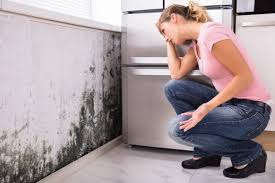 Professional Mold Removal Services in Bessemer, MI